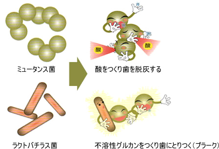 細菌